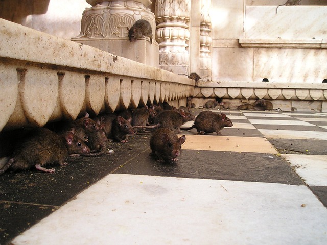 Infestation de rats